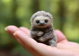 Baby Sloth Translate Indonesia