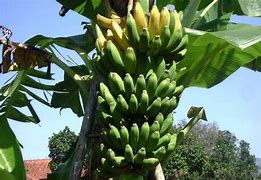 Pisang Raja Masak Pohon