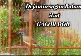 Suara Sogon Isian Cililin